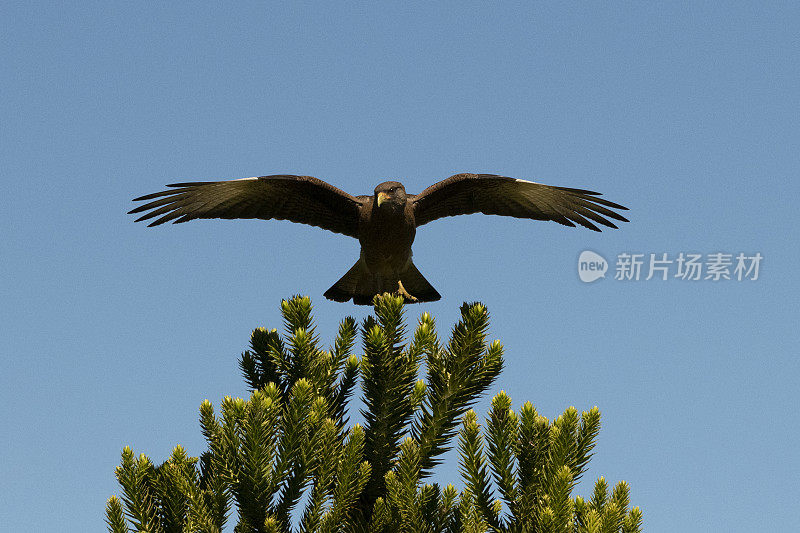 Chimango Caracara (Milvago ximango)